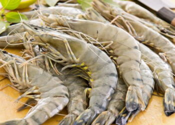 Udang Mentah dan Risiko Escherichia coli: Ancaman Patogen Bawaan Makanan