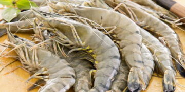 Udang Mentah dan Risiko Escherichia coli: Ancaman Patogen Bawaan Makanan