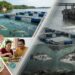 Siakap Langkawi: Menyingkap Rahsia Bahaya Logam Berat di Sebalik Kelazatannya
