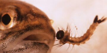Mosquitofish (Gambusia affinis): Wira Kawalan Nyamuk atau Ancaman kepada Biodiversiti?