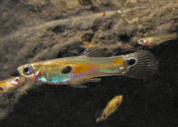 Ikan Guppy: Potensi Agen Kawalan Nyamuk dan Cabaran Spesies Invasif