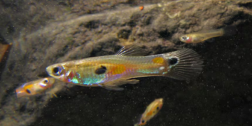 Ikan Guppy: Potensi Agen Kawalan Nyamuk dan Cabaran Spesies Invasif