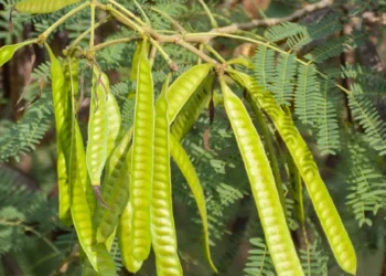 Petai Belalang: Khazanah Biodiversiti sebagai Sumber Protein serta Makanan Berkhasiat Tinggi Masa Hadapan