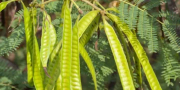 Petai Belalang: Khazanah Biodiversiti sebagai Sumber Protein serta Makanan Berkhasiat Tinggi Masa Hadapan