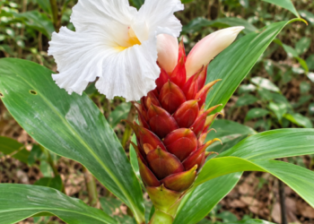 Hellenia speciosa: Setawar Hutan yang Indah dan Bernilai