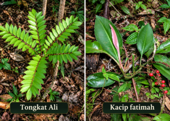 Kacip Fatimah dan Tongkat Ali-Warisan Herba, Kekayaan Biodiversiti Malaysia