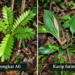Kacip Fatimah dan Tongkat Ali-Warisan Herba, Kekayaan Biodiversiti Malaysia