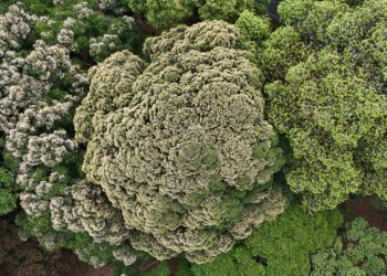 Pesta Bunga yang Membawa Khazanah Biji Benih: Menyingkap Fenomena Mass Flowering dan Mass Fruiting
