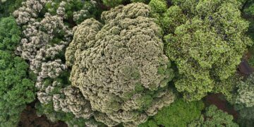 Pesta Bunga yang Membawa Khazanah Biji Benih: Menyingkap Fenomena Mass Flowering dan Mass Fruiting