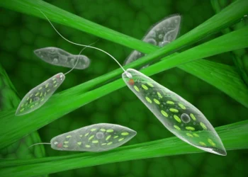 Bukan Sekadar Bakteria: Dunia Protozoa di Sebalik Senyuman Kita