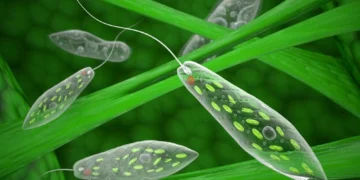 Bukan Sekadar Bakteria: Dunia Protozoa di Sebalik Senyuman Kita