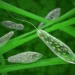 Bukan Sekadar Bakteria: Dunia Protozoa di Sebalik Senyuman Kita